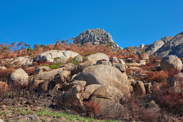 Folgen eines Buschfeuers auf dem Berg Lions Head Kapstadt Südafrika Tote Bäume, die einen Hügel bedecken, nachdem das Feuer der globalen Erwärmung die Umwelt zerstört hat Klimawandel, der natürliche Lebensräume beeinträchtigt