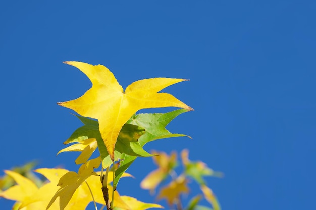 folha amarela de outono em um galho de árvore closeup