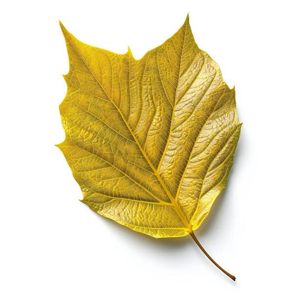 Foto folha amarela de outono isolada em fundo branco vista superior plana