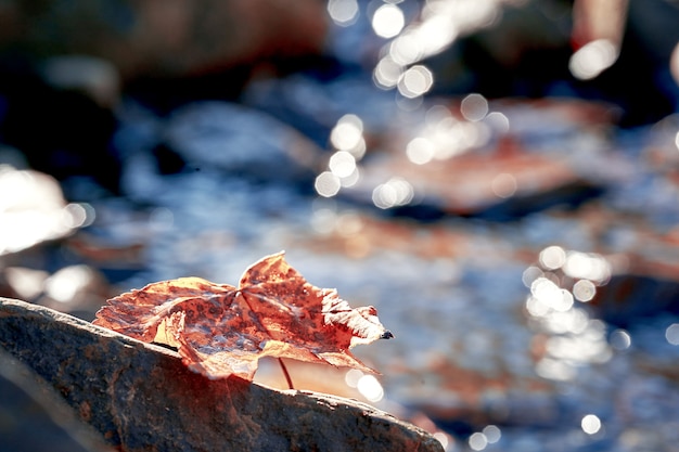 Folha amarela de outono na rocha. Profundidade superficial de campo. Fundo desfocado bokeh