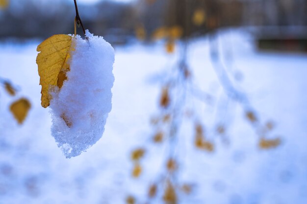 Folha amarela na neve close-up