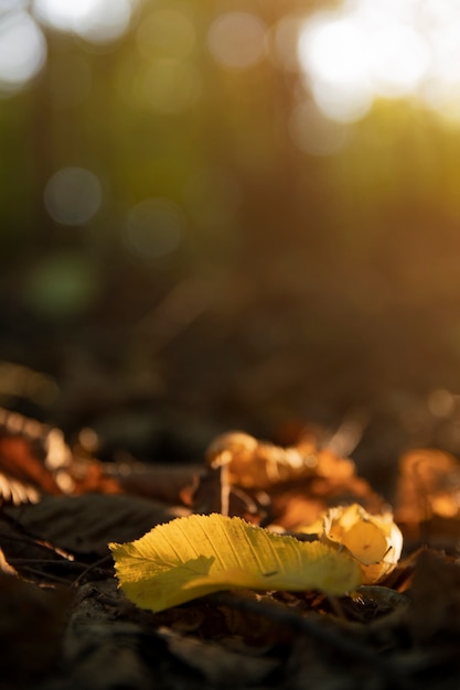 Folha amarela no chão de uma árvore, no contexto de outras folhas laranja, amarelas e verdes e árvores no fundo de forest.autumn de outono. Bela luz artística ao pôr do sol.