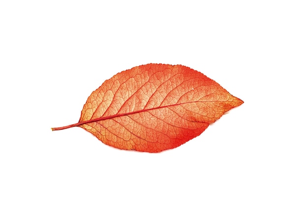 Folha amarela vermelha da árvore isolada no fundo branco
