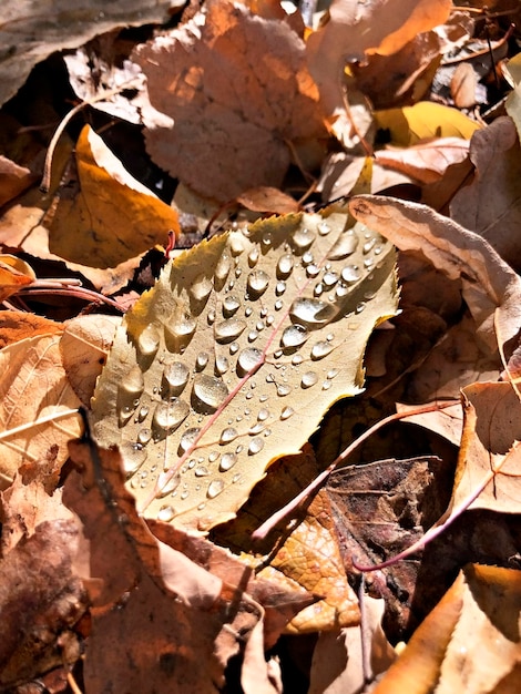 Folha caída de outono na floresta em agulhas caídas na natureza de gotas de chuva