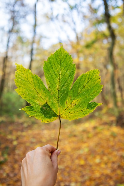 Folha caída verde nas mãos de uma menina. bela paisagem ensolarada de outono.