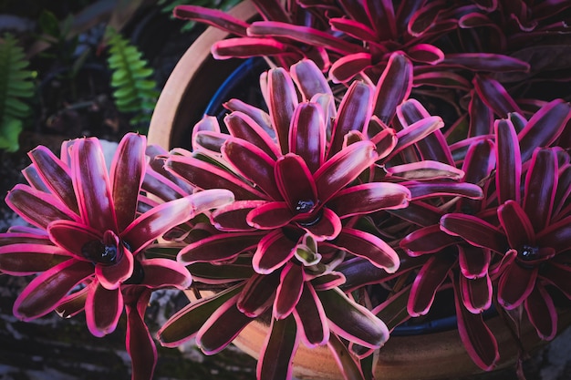 Folha colorida bonita na planta da bromeliácea.