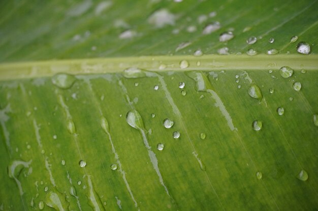 Folha com imagem de gotas de água