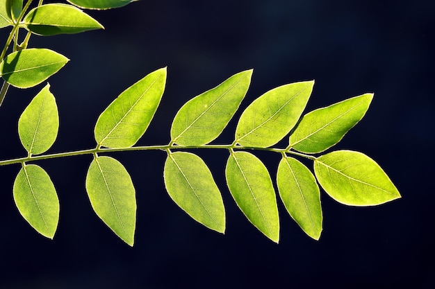 Folha composta de Styphnolobium japonicum ou Sophora japonica conhecida como árvore pagoda japonesa