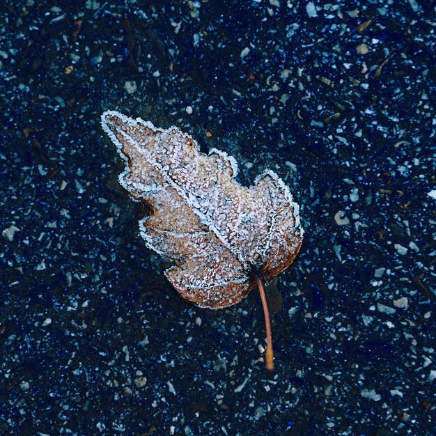 Folha congelada de madeira na geada encontra-se no fundo do minimalismo do asfalto para a tela inicial