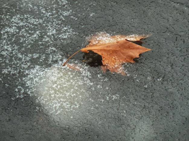Folha congelada no inverno gelado da estação