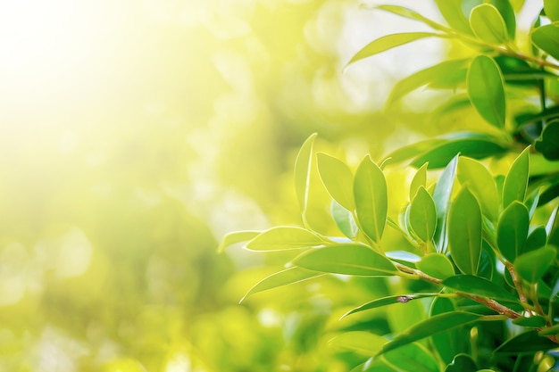 Folha da natureza verde no jardim Folhas orgânicas do conceito verdes e ecologia limpa sob a luz do sol de verão