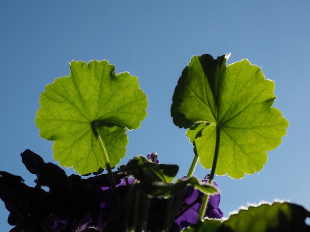 Folha da planta da casa contra o céu