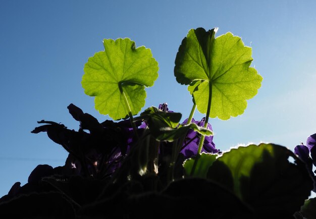 Folha da planta da casa contra o céu