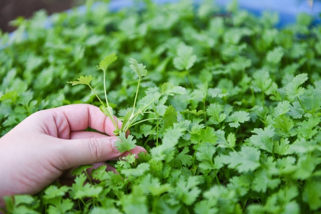 Folha da planta de coentro disponível que escolhe no fundo da natureza do graden. Coentro verde deixa vegetais para ingredientes alimentares