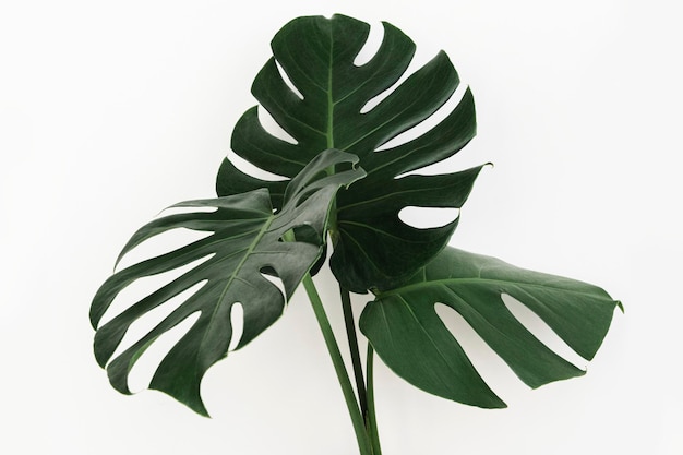 Folha da planta Monstera delicosa em um fundo branco