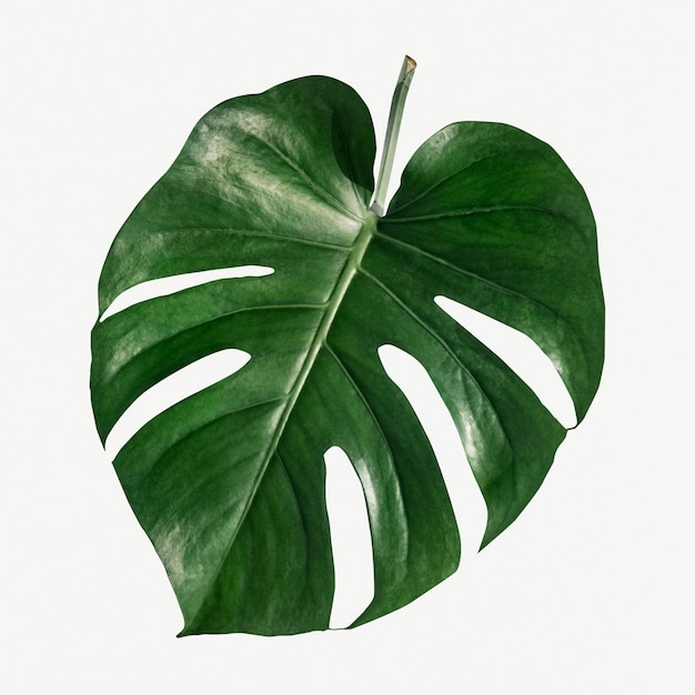 Foto folha da planta monstera delicosa