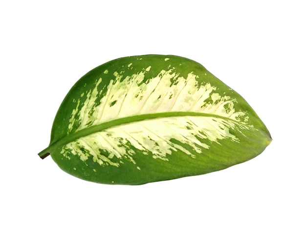 Folha de Aglaonema commutatum isolada no fundo branco