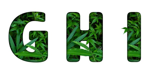 Foto folha de alfabeto verde isolada no fundo branco