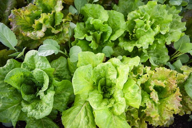 Folha de alface de legumes frescos na comida de jardim jardinagem vegetal orgânica espera colhida para alimentos saudáveis de salada verde