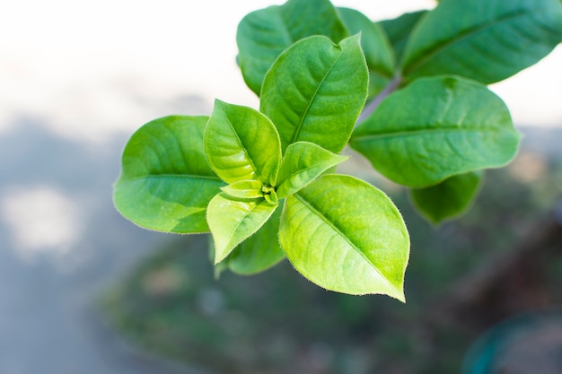 Folha de allamanda blanchetii com luz suave.