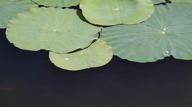 Folha de almofadas de lótus verde flutuando na água algumas gotas de água na folha e algum espaço negativo Nenúfar