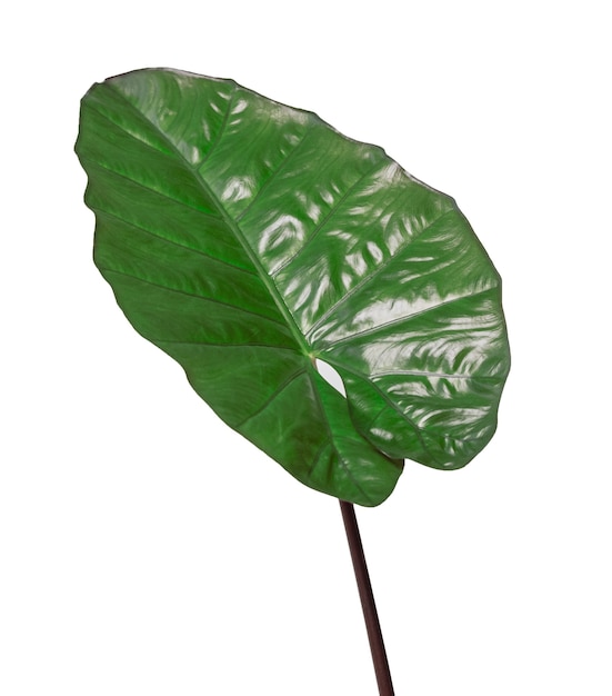 Foto folha de alocasia em fundo branco