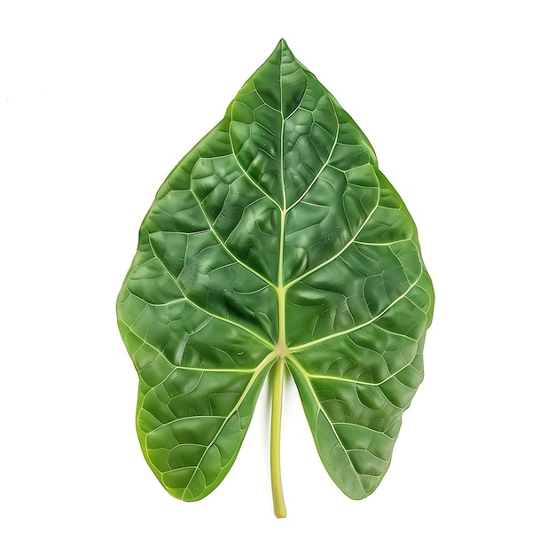 Folha de Alocasia isolada com forma de folha de ponta de flecha e cor verde profundo em Clipart de fundo limpo