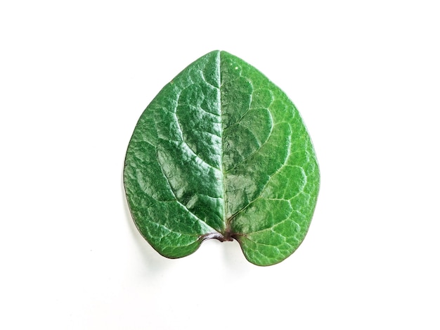 Folha de anredera cordifolia em fundo branco isolado planta herbácea