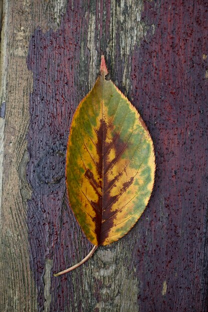 folha de árvore amarela no outono na natureza, cores de outono