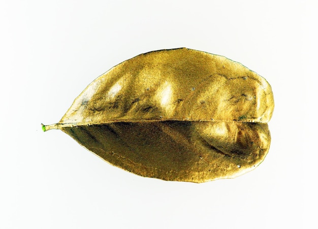 Folha de árvore dourada isolada em closeup branco. Folha coberta de ouro