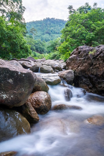 Folha de árvore verde de rio de pedra na floresta, pedra de rio e árvore verde, vista de árvore de rio de água,