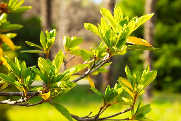 Folha de azaléia, um raminho de um arbusto de azaléia, sem flores. Folhagem verde-clara jovem, início da primavera, nova vida