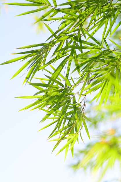 Folha de bambu com fundo de céu azul claro