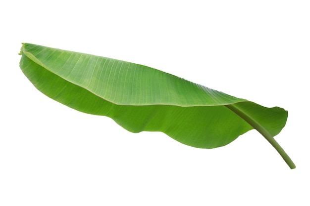 Folha de banana isolada em fundo branco