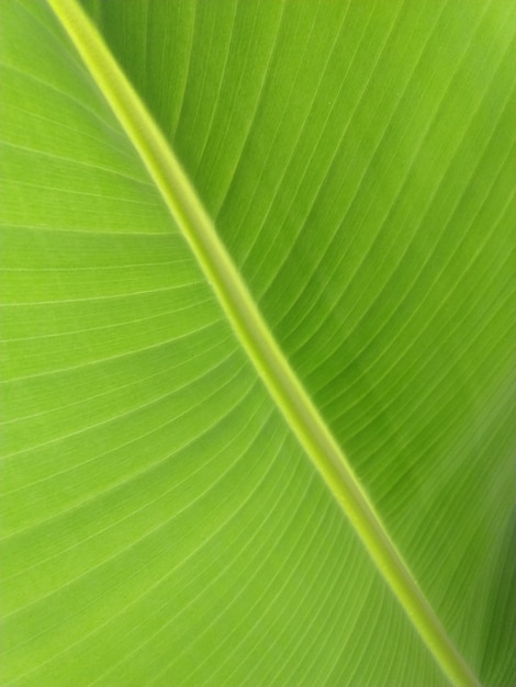 Folha de bananeira close-up