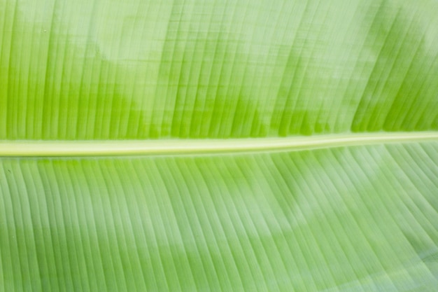 Folha de bananeira para fundo verde fresco