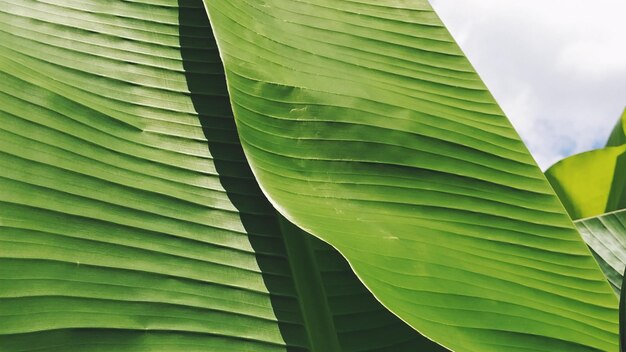 Folha de bananeira verde na natureza Folha de bananeira