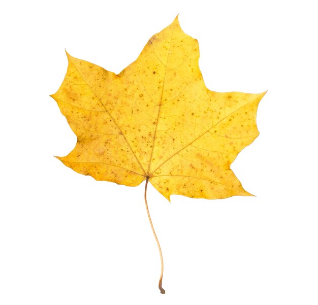 Folha de bordo alaranjada isolada na folha seca branca do outono