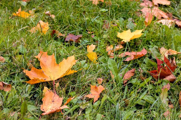 Folha de bordo amarela do outono na grama verde