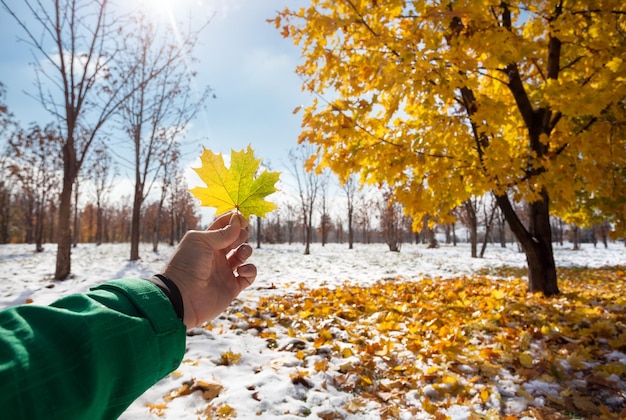 Folha de bordo amarela no Snowy Park