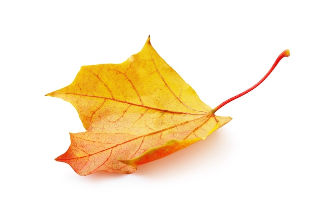 Folha de bordo caída do outono em cores quentes vermelho-amareladas, isolada em um fundo branco