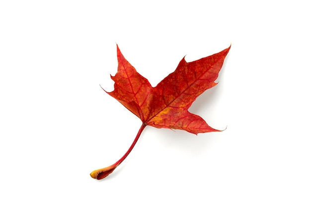 Folha de bordo caída vermelha do outono seco isolada no fundo branco