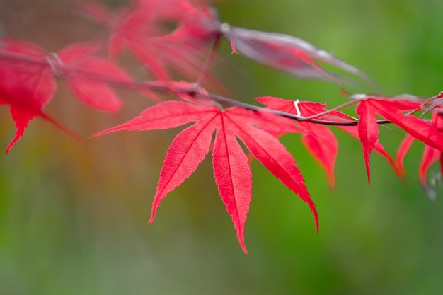 Folha de bordo canadense