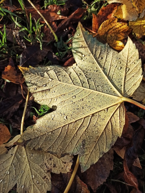 Folha de bordo coberta de geada no solo da floresta