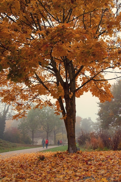 Folha de bordo de outono amarela lindo parque de fundo de outono