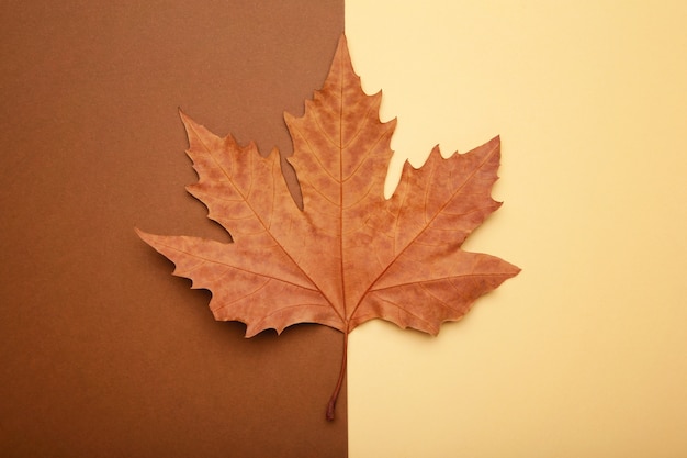 Folha de bordo de outono colorida sobre fundo bege com espaço de cópia.