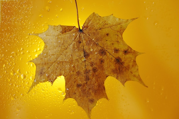Folha de bordo de outono em uma superfície de vidro com gotas de chuva de água em um fundo amarelo