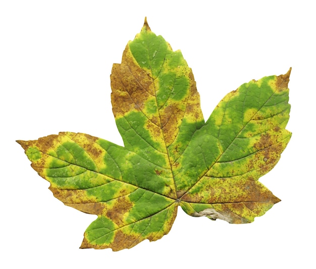 Folha de bordo de outono isolada Folha de bordo de outono colorida isolada Folha de Acer pseudoplatanus
