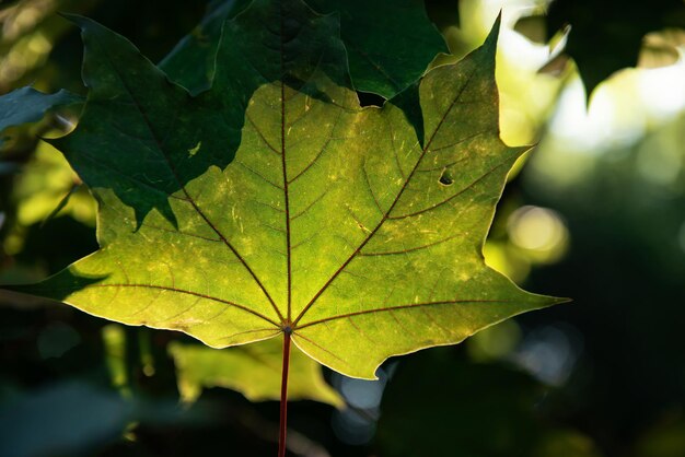 Folha de bordo verde no lúmen