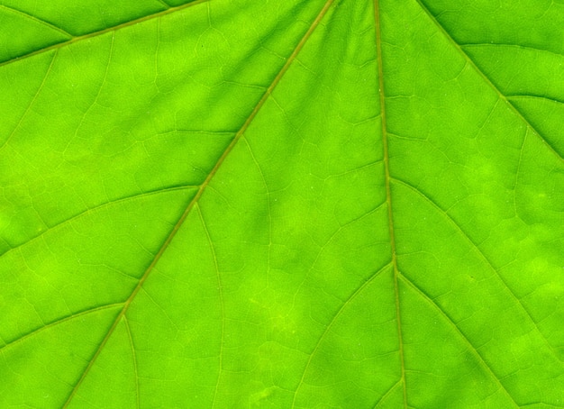 Foto folha de bordo verde